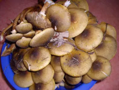Paste cu ciuperci/Penne ai funghi - poza 2