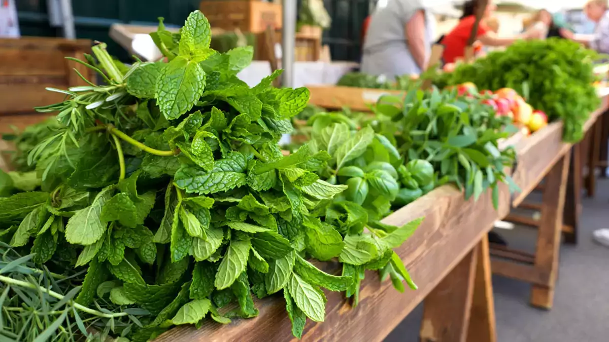 Nu toată menta este la fel: descoperiți cele mai frecvent utilizate 4 tipuri și nu mai faceți greșeli cu ceaiul și rețeta dvs.