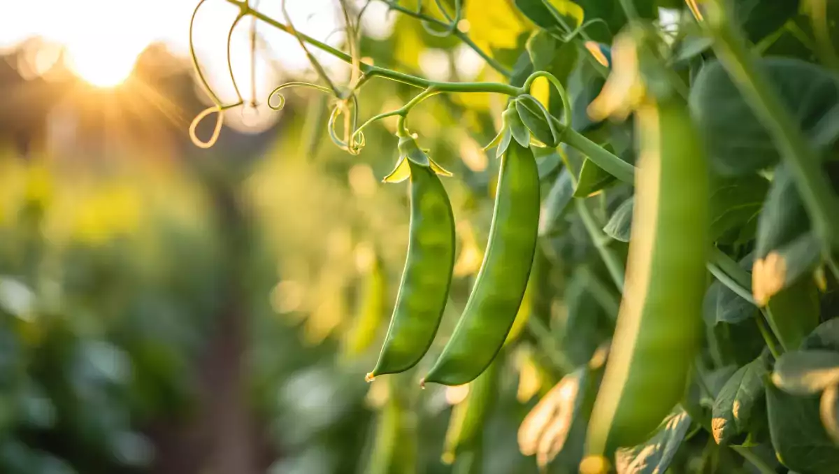 Cum să gătești ușor mazărea neagră? Toate sfaturile de care aveți nevoie pentru a le păstra crocante și gustoase