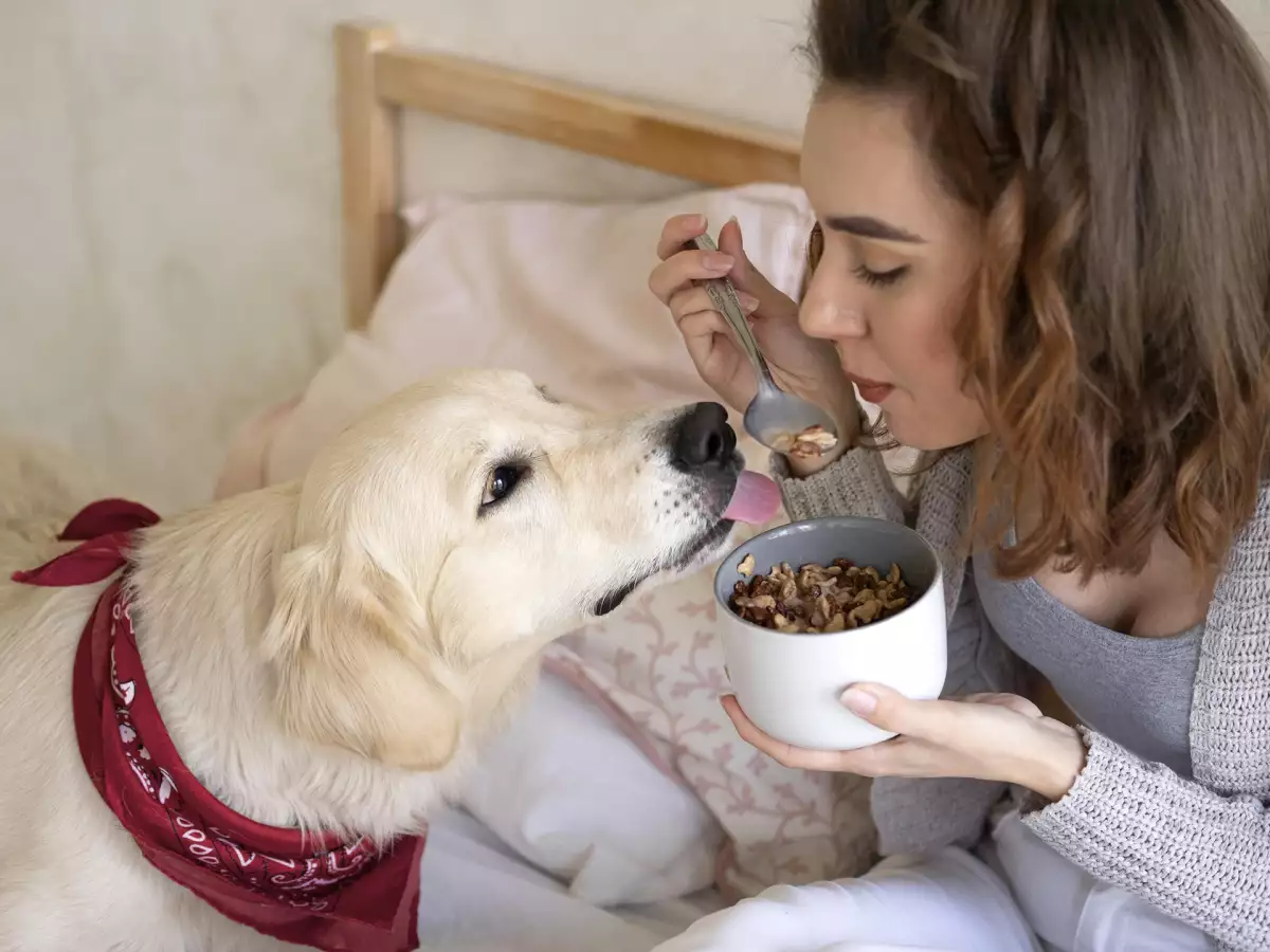 8 alimente pe care cu siguranță nu ar trebui să le dai câinelui tău!
