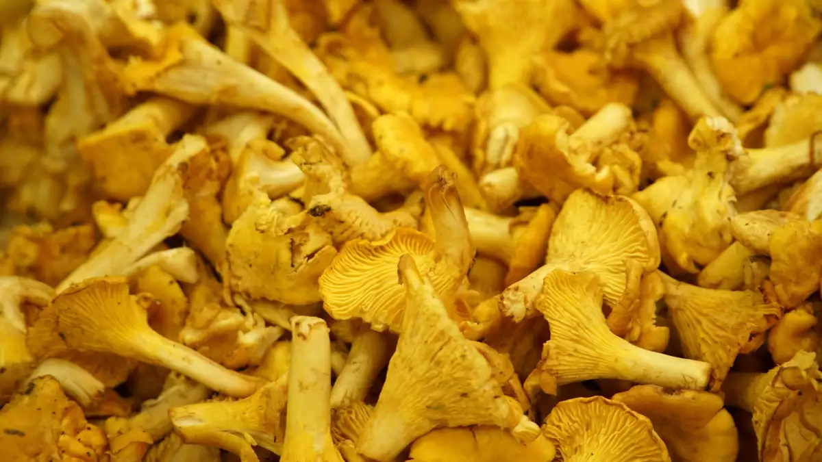 Ciuperci girolle proaspete: cum se pregătesc și se gătesc fără a se înmuia?