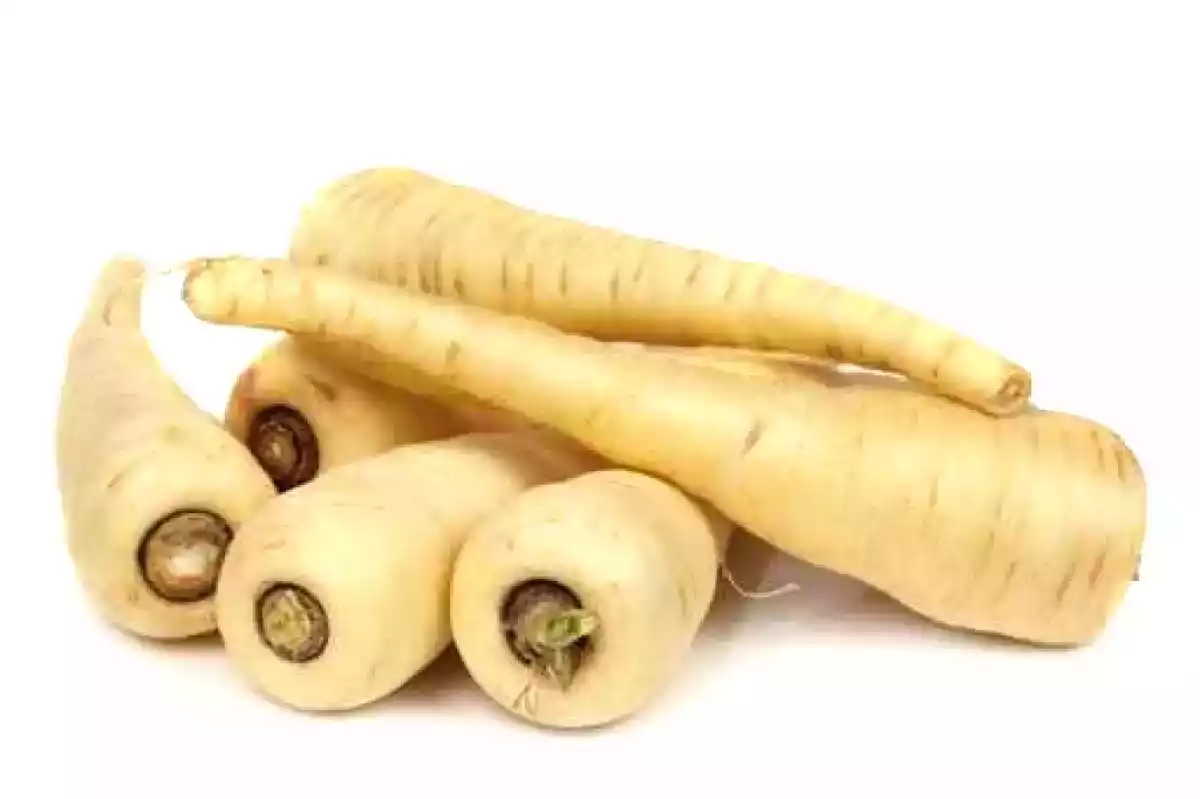 Pastarnacul sau morcovul alb