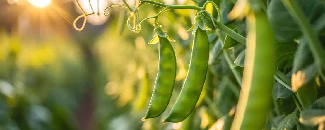 Cum să gătești ușor mazărea neagră? Toate sfaturile de care aveți nevoie pentru a le păstra crocante și gustoase