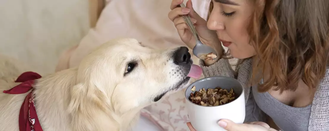 8 alimente pe care cu siguranță nu ar trebui să le dai câinelui tău!