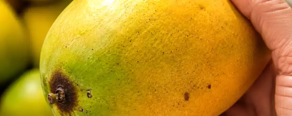Aproape toată lumea alege greșit mango la piață și își dă seama de greșeală abia când ajunge acasă