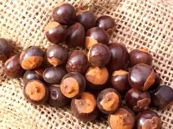 Cateva cuvinte despre...Guarana