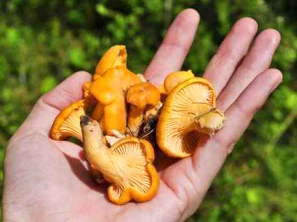 La cules de Galbiori!