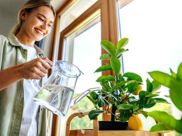 Cum să plantați și să îngrijiți un lămâi la domiciliu (chiar și într-un apartament!)