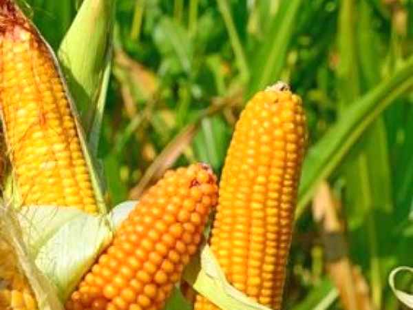 De ce este siropul de porumb un indulcitor controversat?