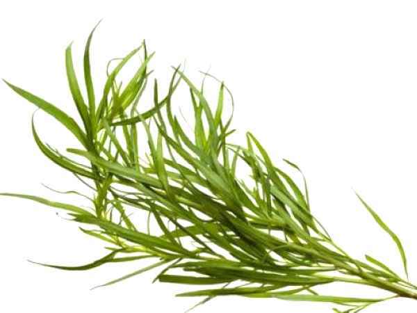 Tarhonul - Regele Plantelor