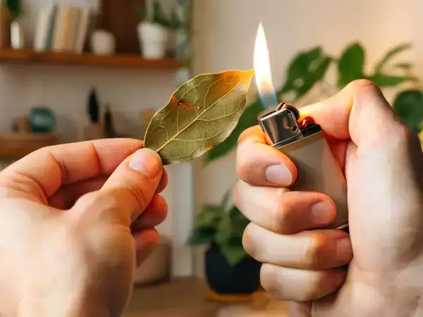 Sună mistic, dar este magic: ce se întâmplă cu corpul dumneavoastră atunci când respirați laur ars