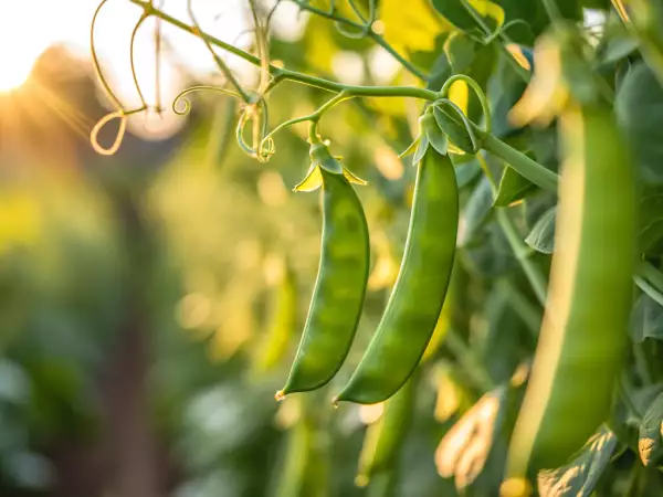 Cum să gătești ușor mazărea neagră? Toate sfaturile de care aveți nevoie pentru a le păstra crocante și gustoase