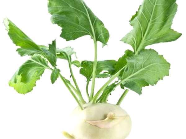 Brassica oleracea gongylodes caulorapa sau pe intelesul tututor, GULIA!