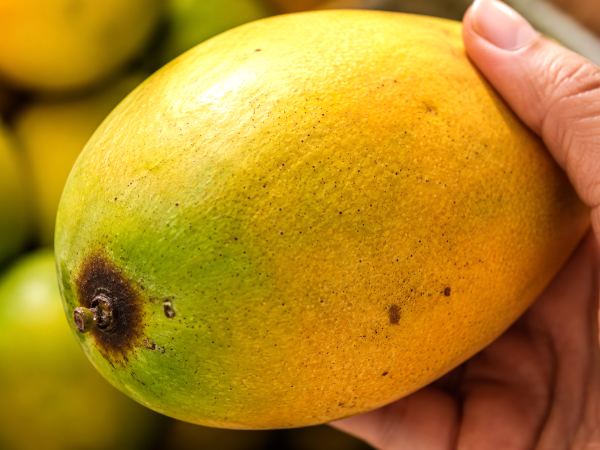 Aproape toată lumea alege greșit mango la piață și își dă seama de greșeală abia când ajunge acasă
