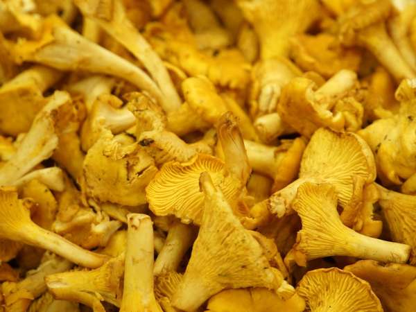 Ciuperci girolle proaspete: cum se pregătesc și se gătesc fără a se înmuia?