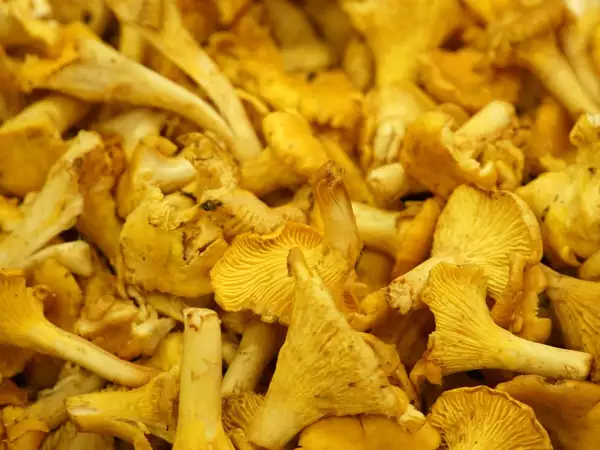 Ciuperci girolle proaspete: cum se pregătesc și se gătesc fără a se înmuia?