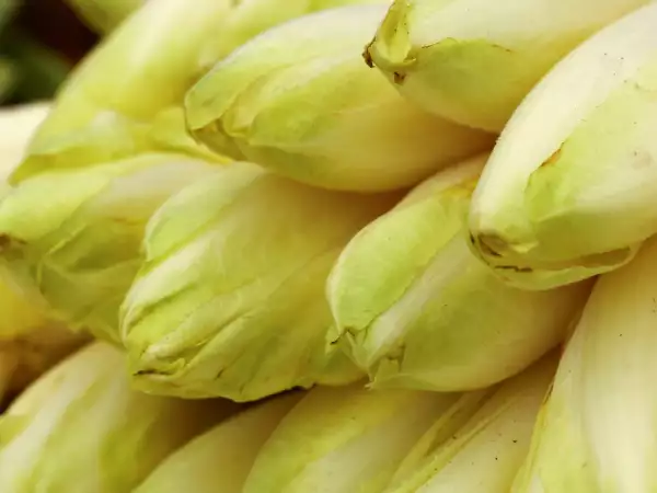 Cum să eviți ca andivele să-și piardă toată apa în gratin