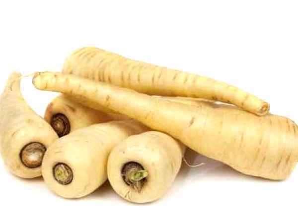 Pastarnacul sau morcovul alb