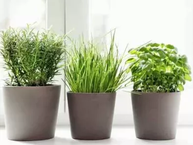 5 plante aromatice care nu ar trebui sa lipseasca din bucatarie