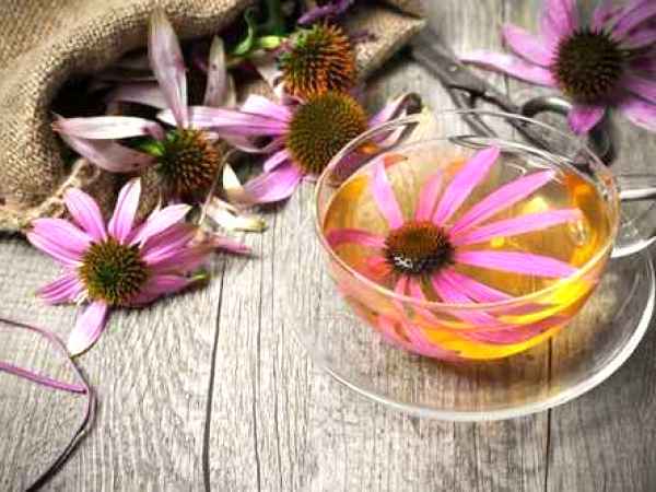 Echinaceea - stimulentul sistemului imunitar