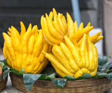 Fructul cu degete sau mana lui Buddha