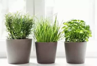 5 plante aromatice care nu ar trebui sa lipseasca din bucatarie