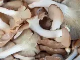 Pleurotus sau ciupercile scoica