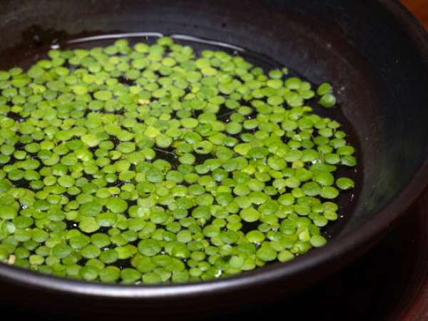 Alimentul „vedetă” care va domina farfuriile anului 2026