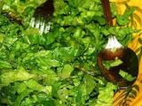 Rețetă Salata verde