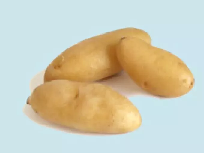 Сорт картофеля Сантана. Сорт картофеля голубизна. Картофель удача. Картофель голубизна фото. Картофель голубизна