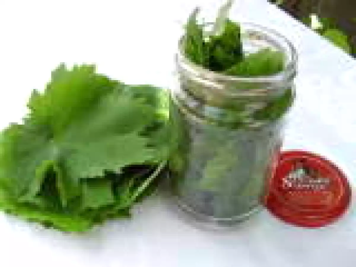 Conservarea frunzelor de vita