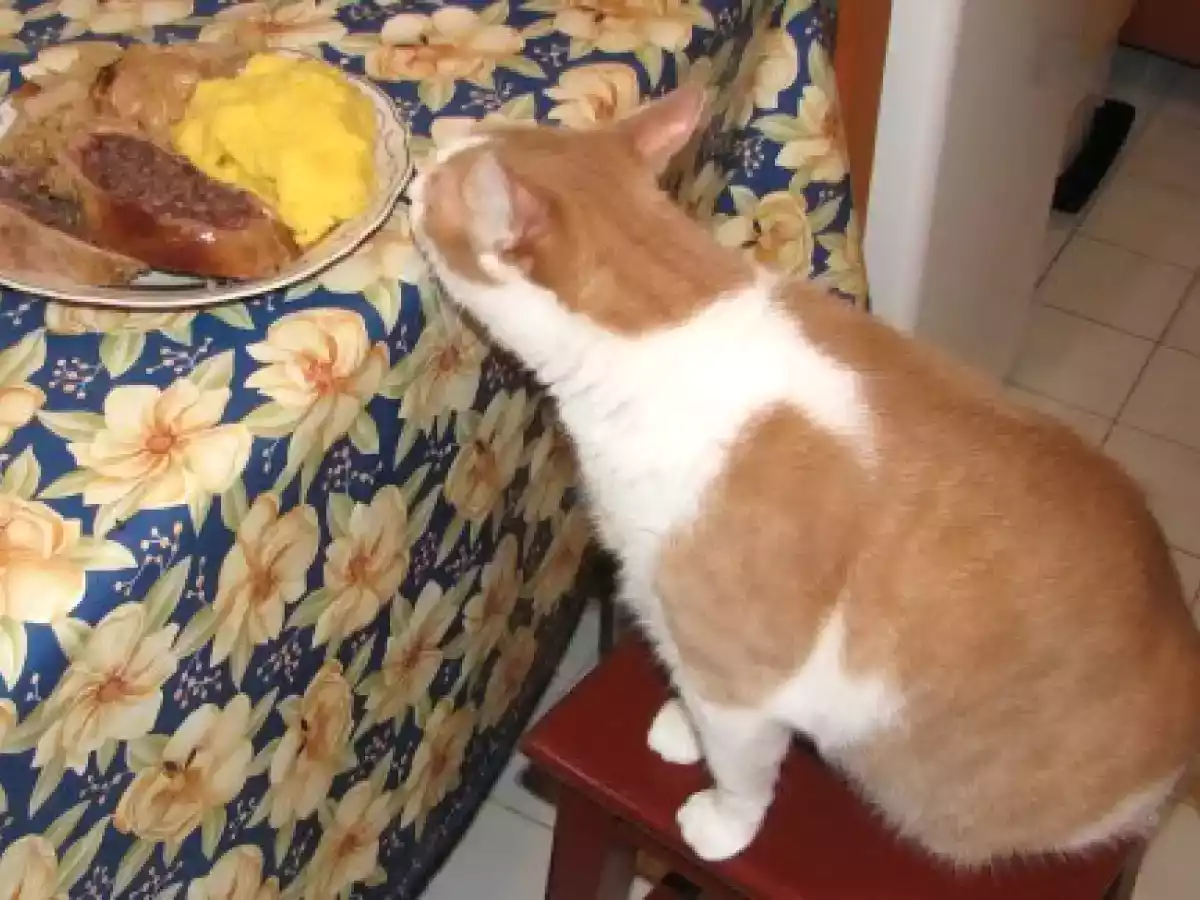 Burta de porc afumata cu varza murata si mamaliguta - poza 13