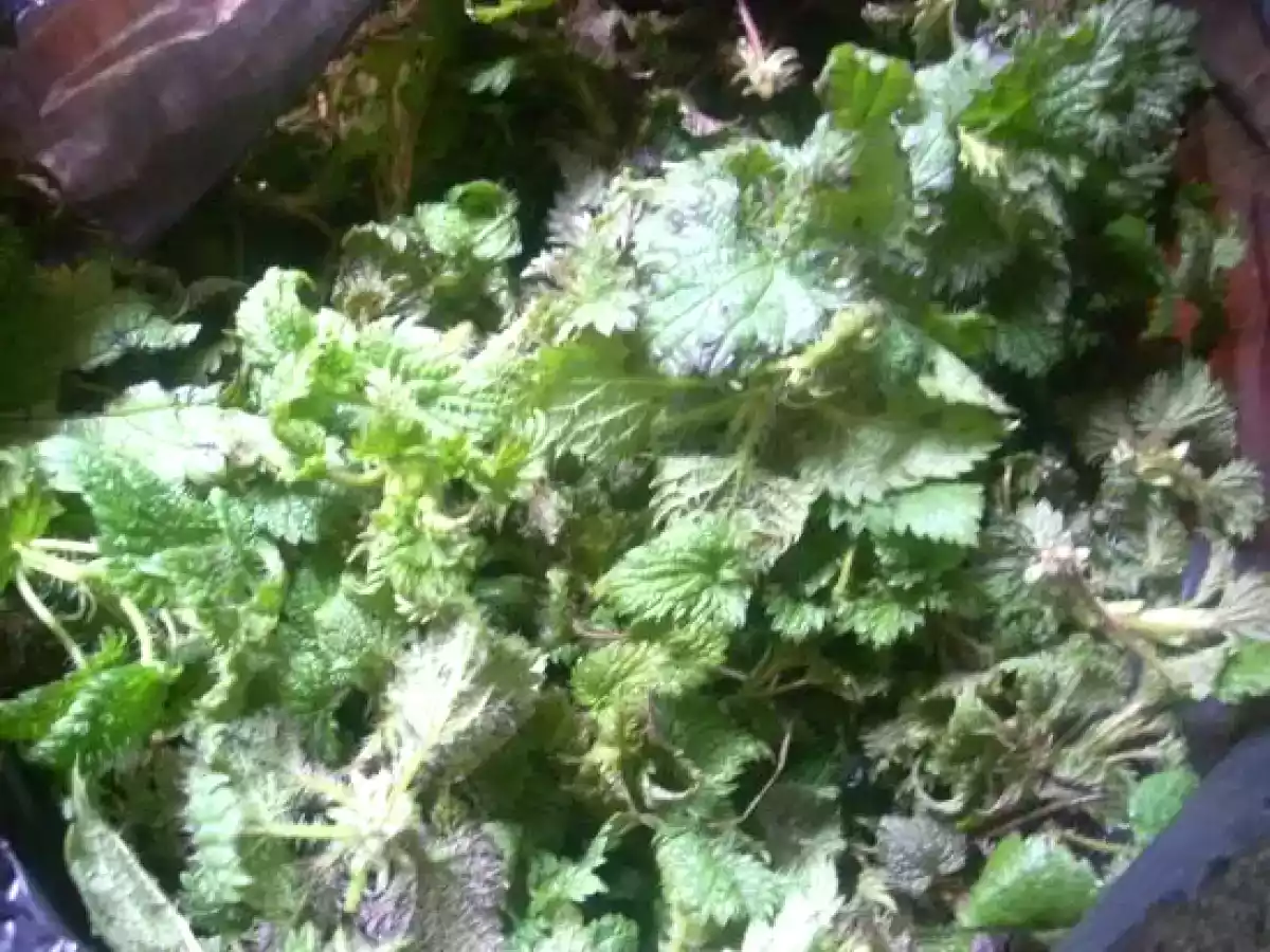 Ciorba de urzici si salata iceberg