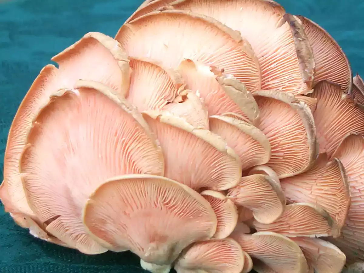 Ciorba falsa de burta