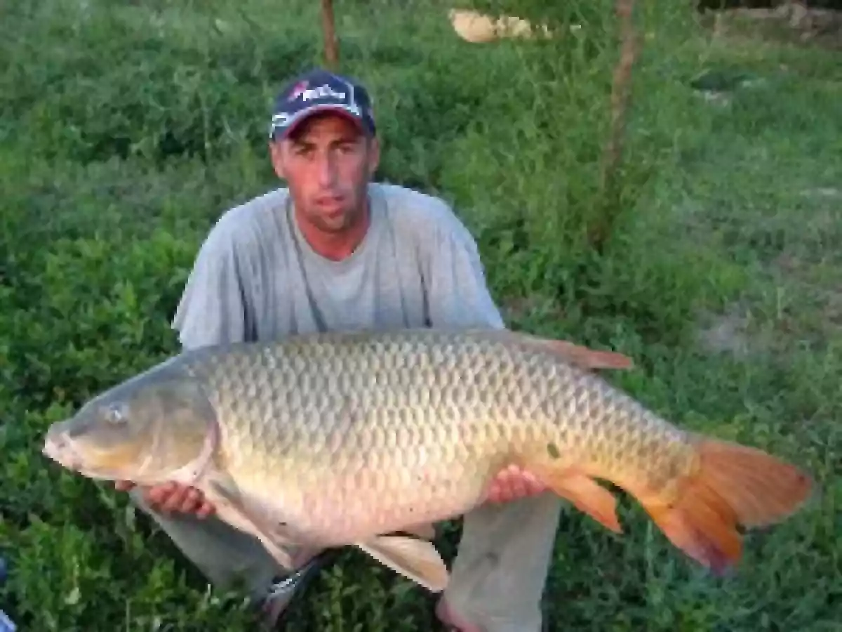 Crap cu sos de usturoi