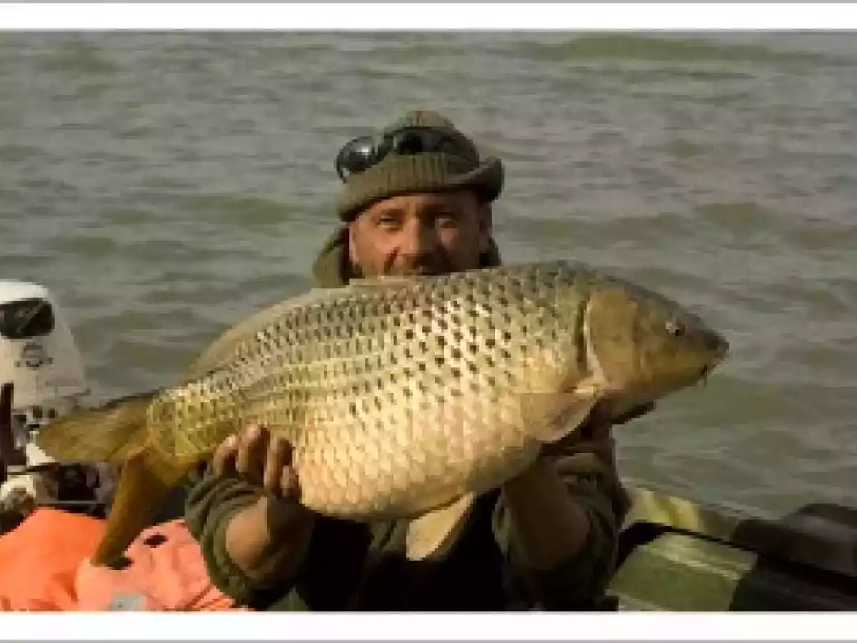 Crap umplut cu legume