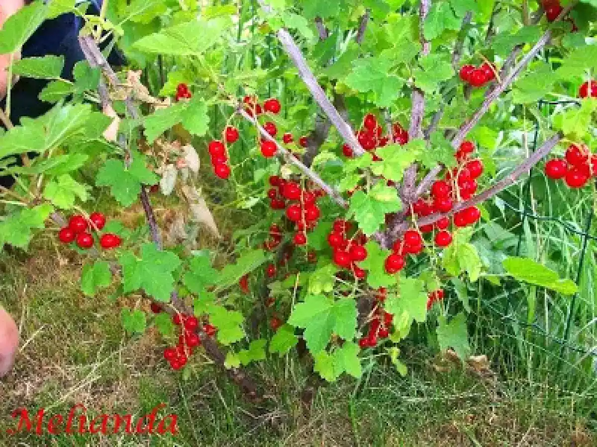 Dulceata de agrise rosii - poza 2