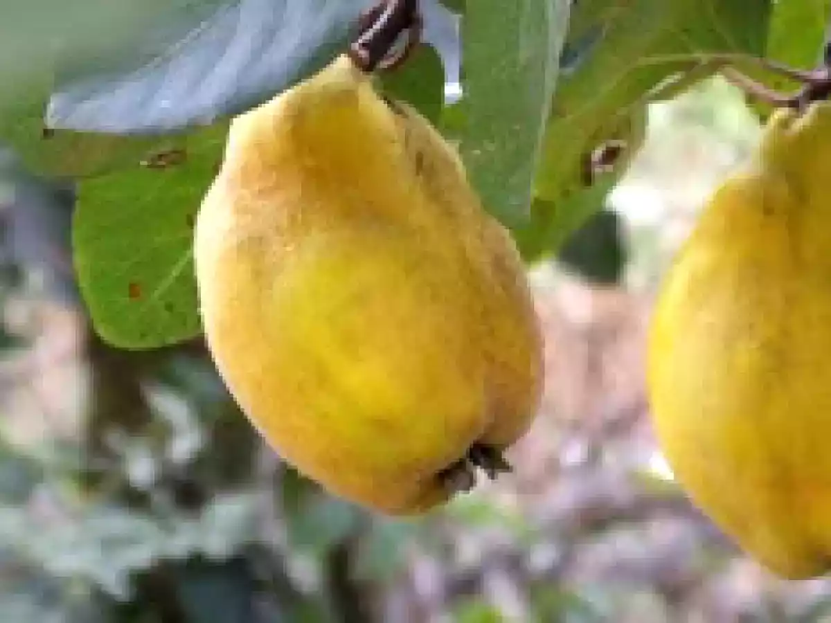 Dulceata de gutui rase - poza 2