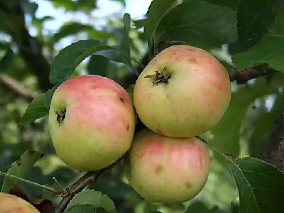 Gem de corcoduse, cu mere si morcovi - poza 7