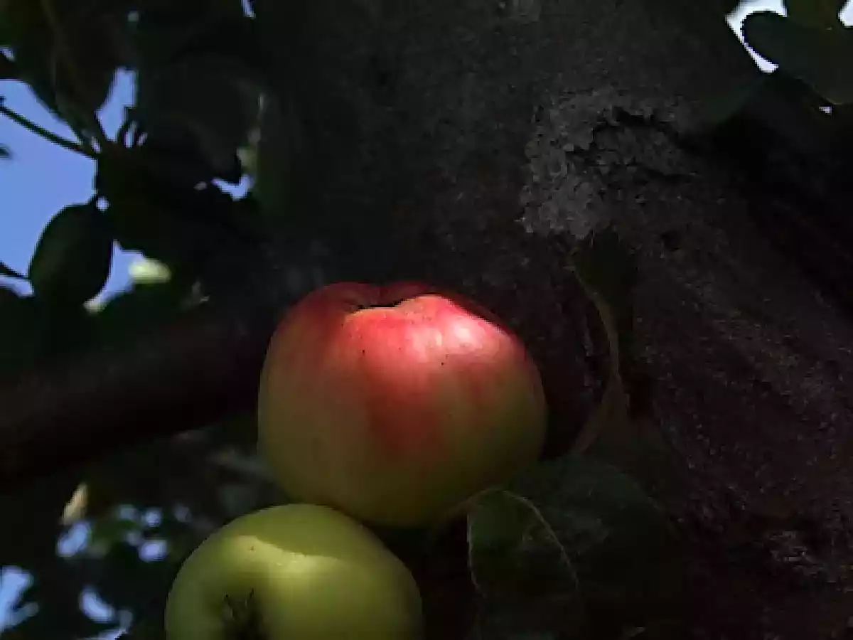 Gem de corcoduse, cu mere si morcovi - poza 8