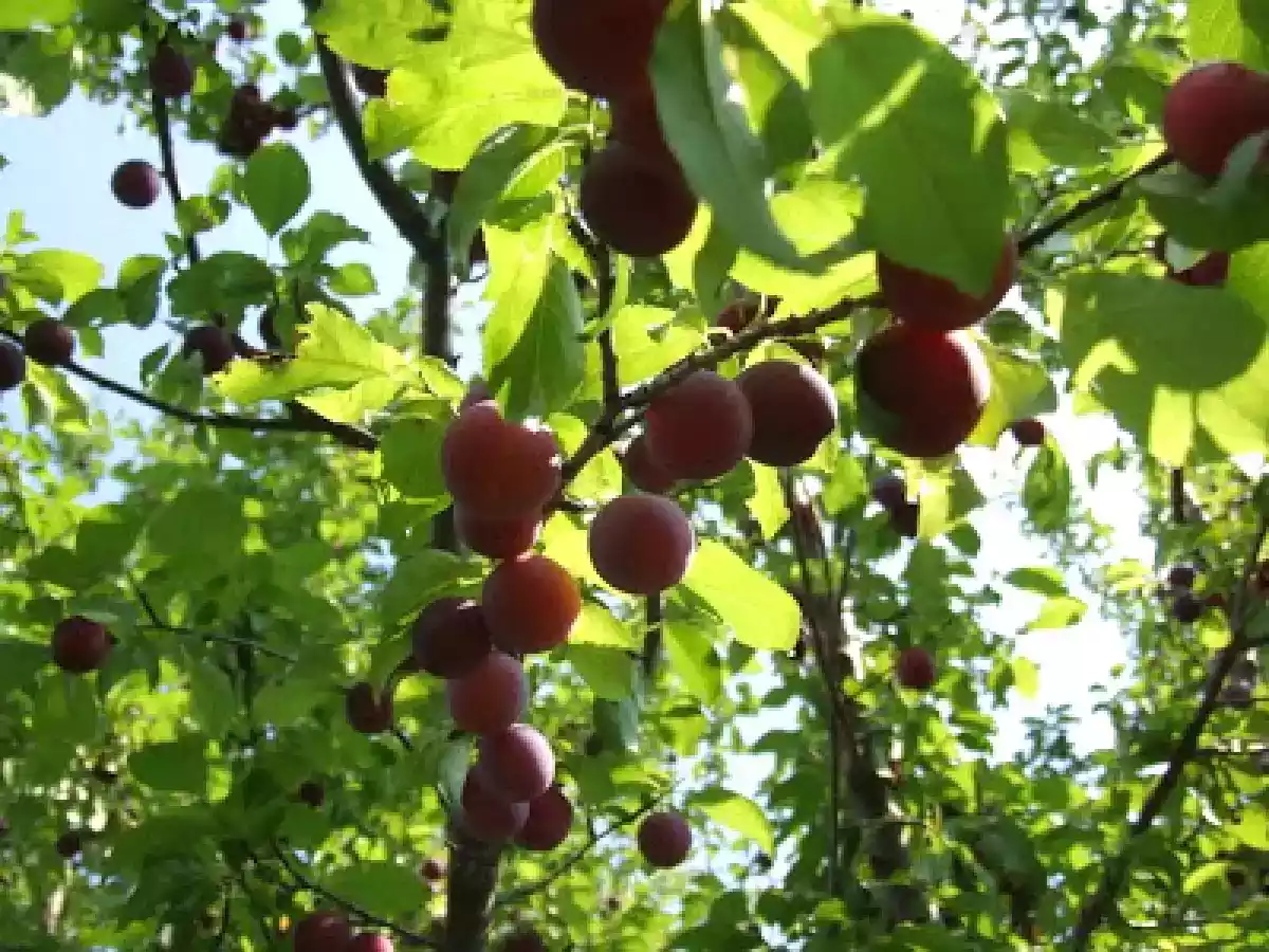 Gem de corcoduse rosii - poza 2