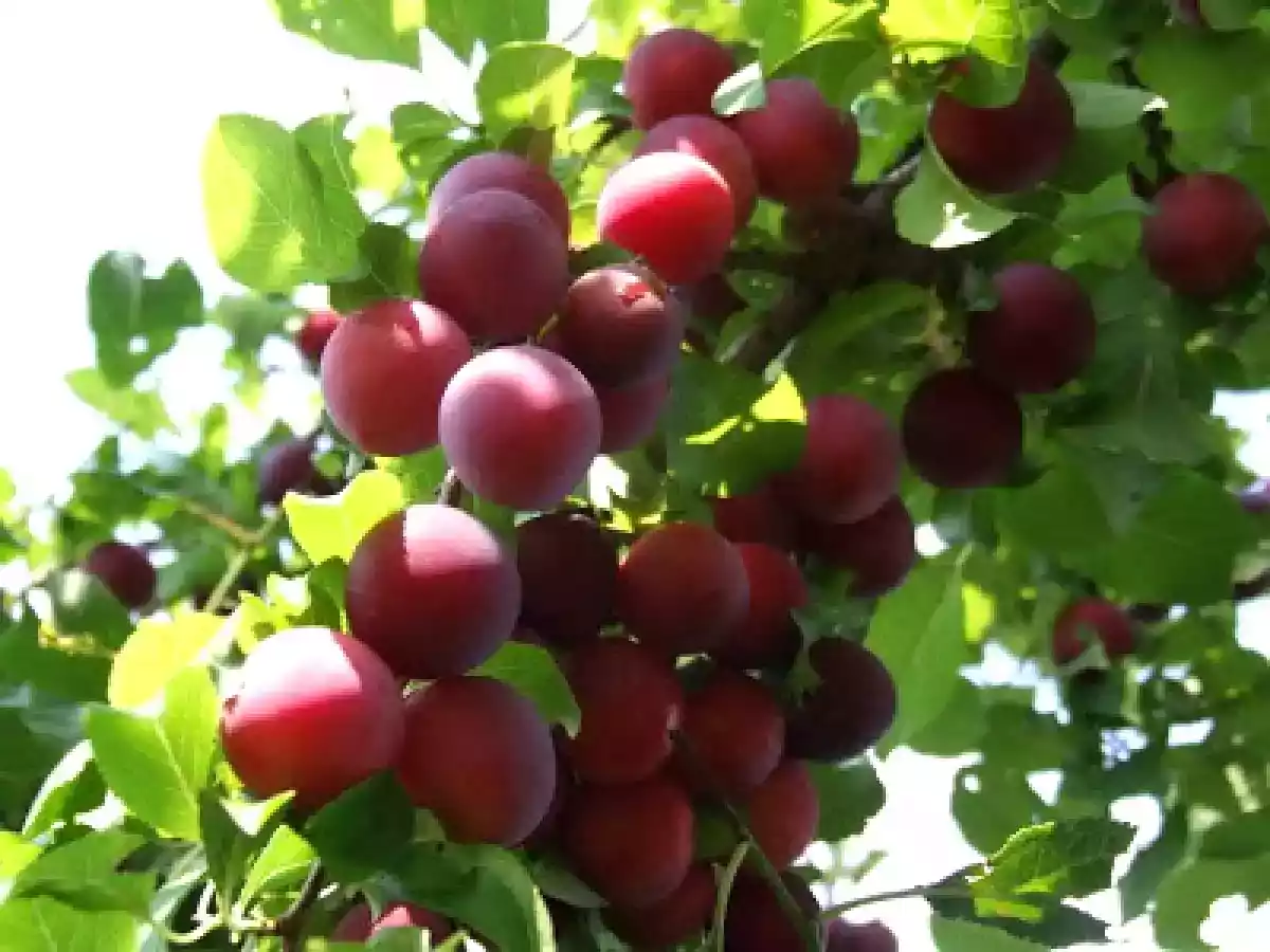 Gem de corcoduse rosii - poza 3