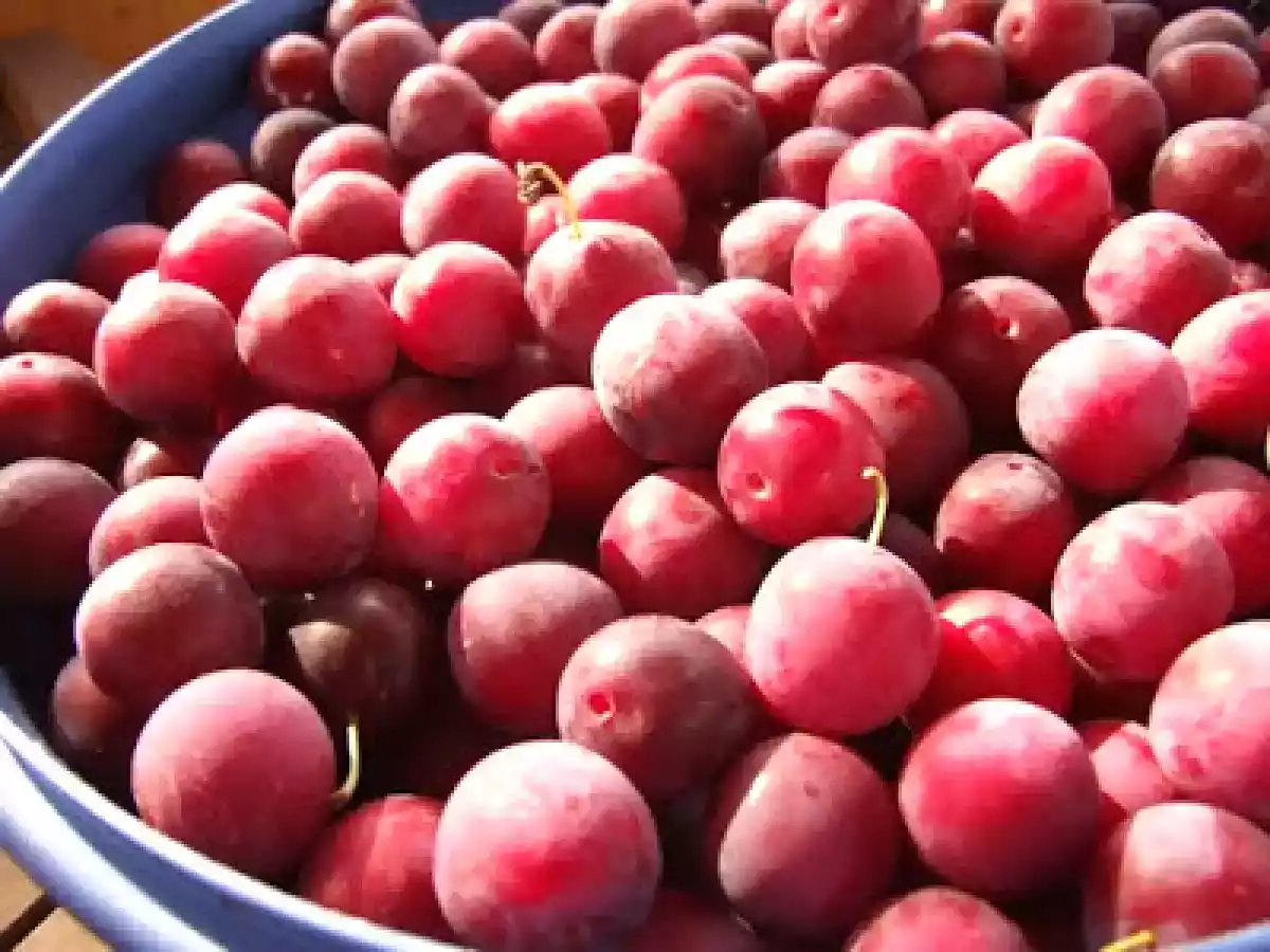 Gem de corcoduse rosii - poza 4