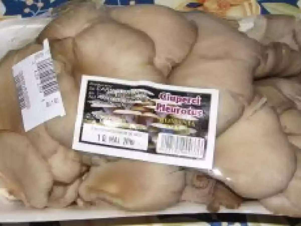 Legume la Vasul Roman - poza 2