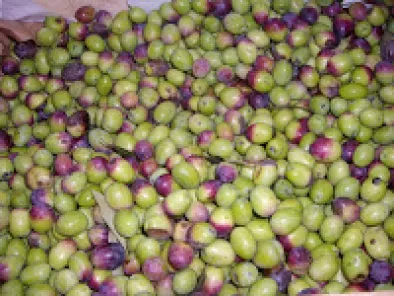 Masline conservate/Olive a lunga conservazione - poza 3