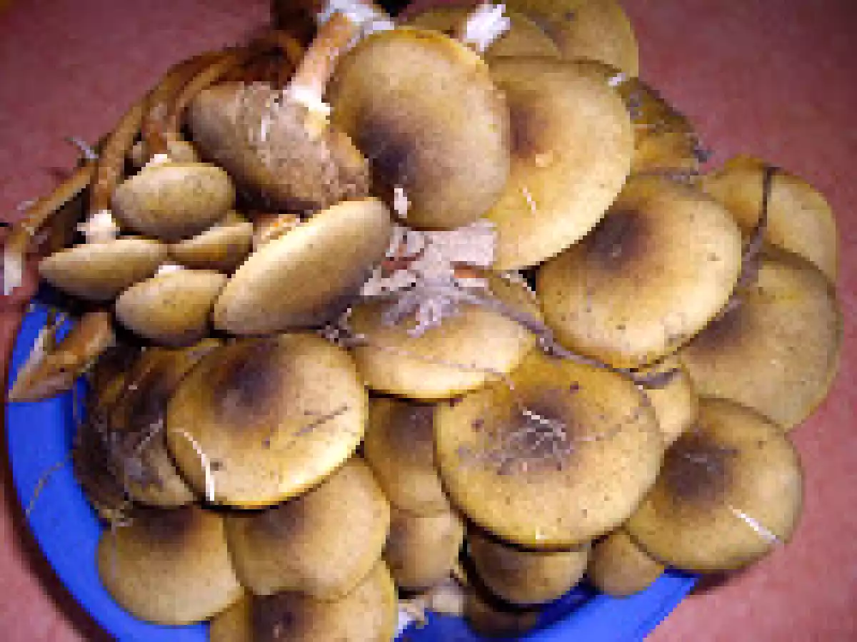 Paste cu ciuperci/Penne ai funghi - poza 2