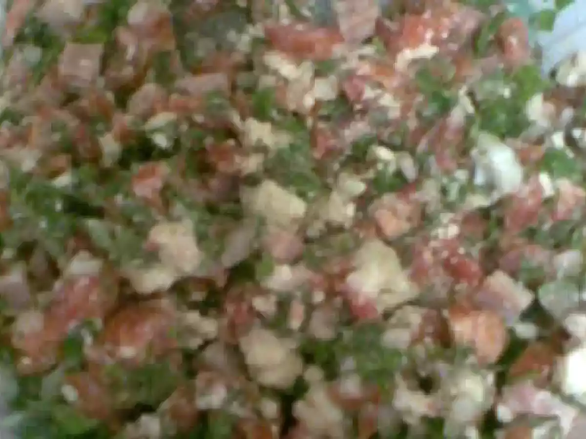 PIEPT DE PUI LA GRATAR CU DOVLECEI - poza 2