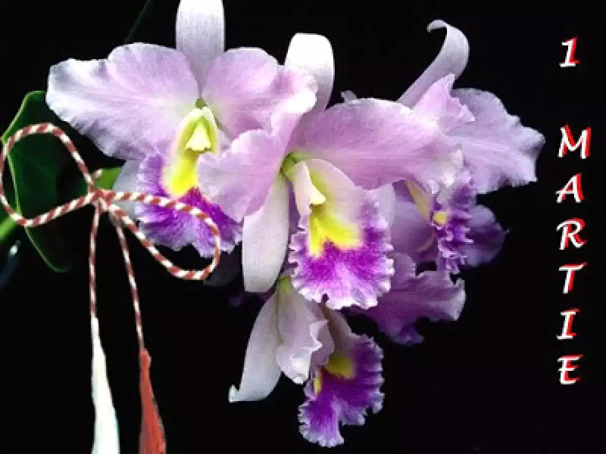 PRAJITURA FRUCTE DE PADURE VALUL IUBIRII - poza 2