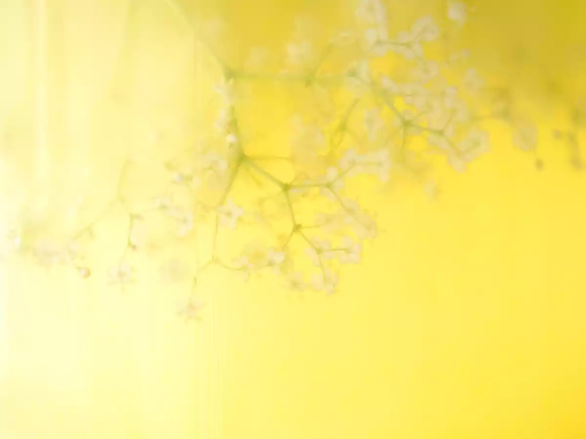 Socată cu lămâie, portocală și miere de albine - poza 4