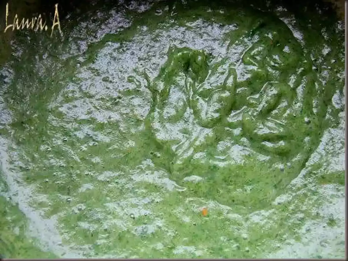 Supa crema de frunze de ridichi - poza 4